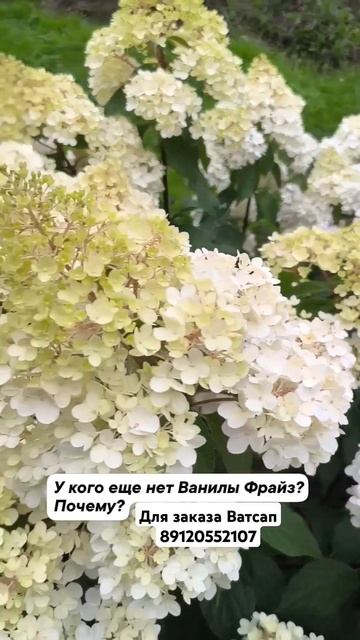 Ванила Фрайз. #цветы #растения #gardenflowers #гортензия