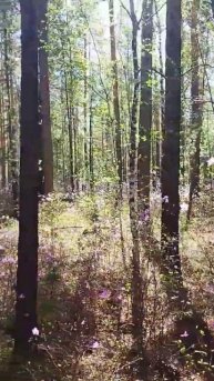 Багульник в Забайкалье