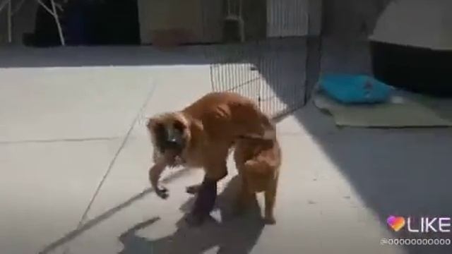 ЧИТАТЬ ОПИСАНИЕ!!!