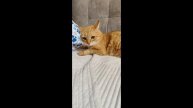 Мои кошки