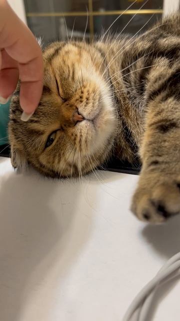 Кошечка 🐱