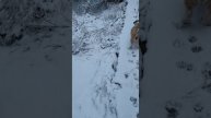 Пацаны. Снежное кружево весны.