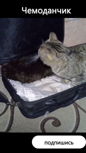 чемодан #кот #cat #юмор #прикольныекоты