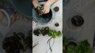 ПЕРЕСАЖИВАЮ БЕГОНИИ В СВЕЖИЙ ГРУНТ. МАЛЕНЬКО ПОГОВОРИ