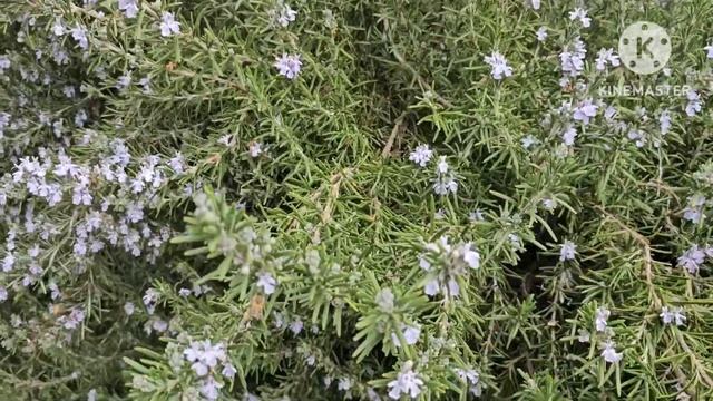 Цветы Ашдода.Февраль-2025.#прогулка #naturebeauty #цветы