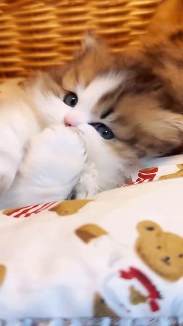 Котёночек