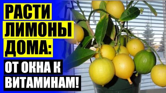 Как привить лимон выращенный из косточки чтобы плодоносил в домашних условиях 👍 Выращивание лимона
