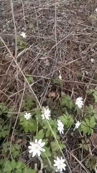 Подснежники в весеннем лесу.