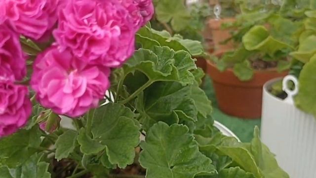ПЕЛАРГОНИЯ ИВ УХАРЬ КУПЕЦ И НЕ ТОЛЬКО // ПЕЛАРГОНИИ Г. З