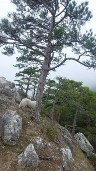 пошли в горы. Алупка-Исары
