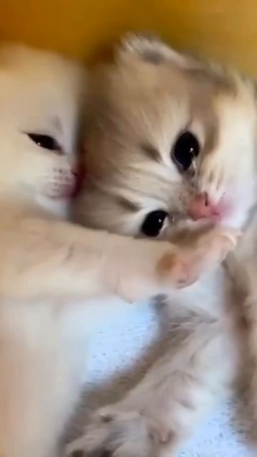 Немного милоты