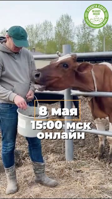 Кормление коров онлайн 8 мая 2025г