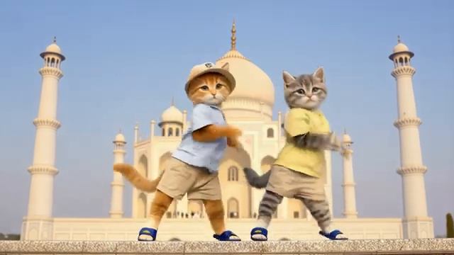 Niseko Cat Goes to India! MAHARAJA CAT Debut—Friend or Foe Watch Now
