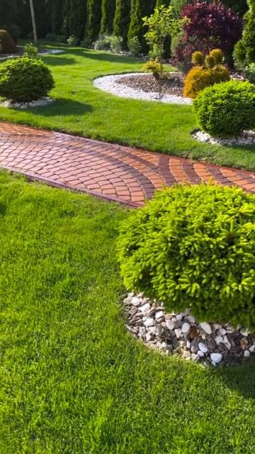 Различные виды елей в ландшафтном дизайне #garden #gardening