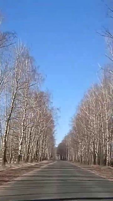 Березовая аллея, шум берез