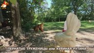 Куры несушки свободного выгула и их обычная куриная рутина – эпизод (257)