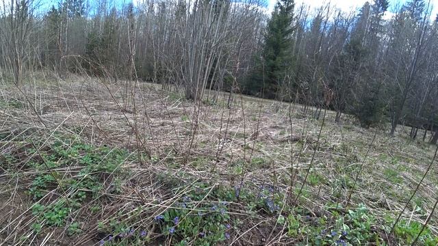 Пошли в лес за пистиками, Пермь. 7 мая 2025