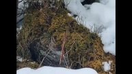 ЧТО СКРЫВАЕТ ЗИМНИЙ ЛЕС? Тайны растений в спящем царст
