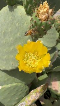 Prickly pear flowering - Цветение опунция