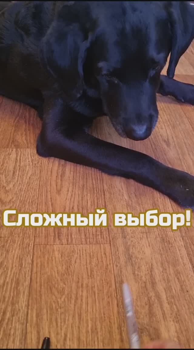 Такой умный пёс!