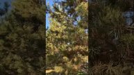 Чистый воздух, запах елей, отличное настроение + релак?