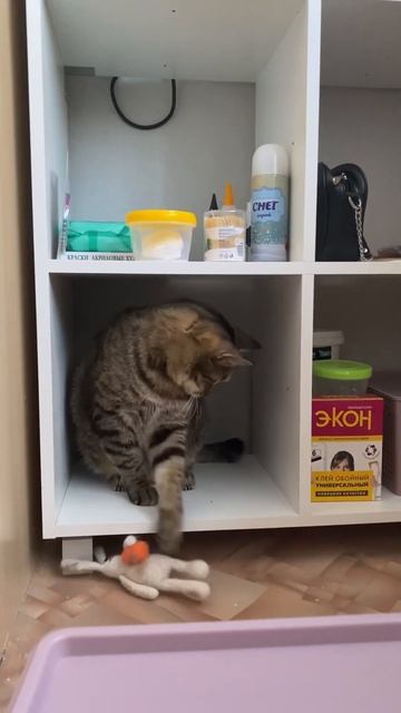 А у вас есть котик?) #кот #котик #любимыйпитомец