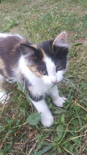 кошка ест траву #кошки