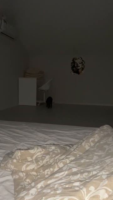 Зачем собака, когда есть Кузя #кот #котики #крысоловка #