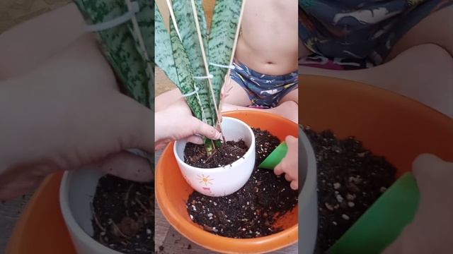 Пересадка цветов сансевиерия