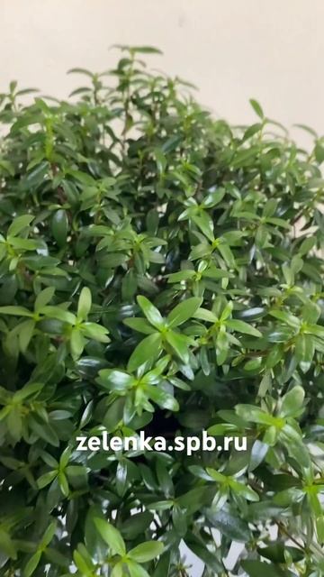 Мирт обыкновенный куст 12/27