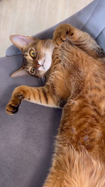 Кошка не хочет бегать