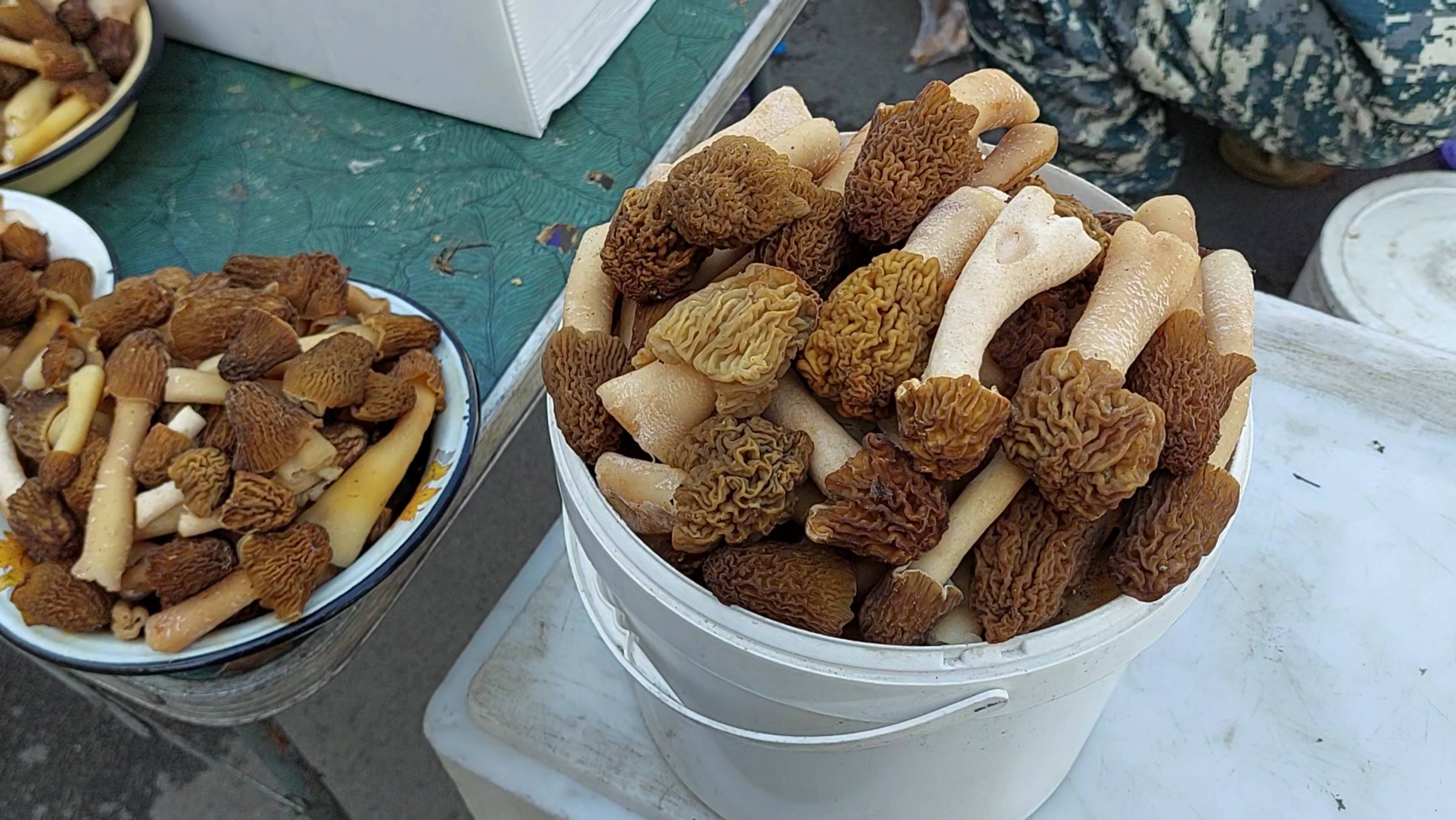 ГРИБЫ СМОРЧКИ ●☆▪︎☆▪︎☆