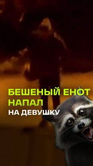 Енот против человека: нападения животного на девушку в Крыму