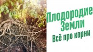 Все про корни.