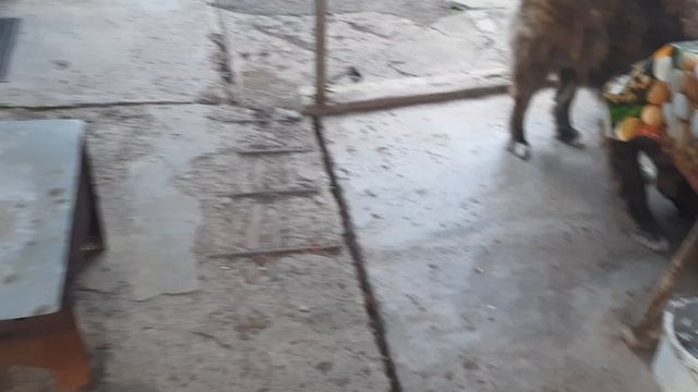 1000054193.mp4