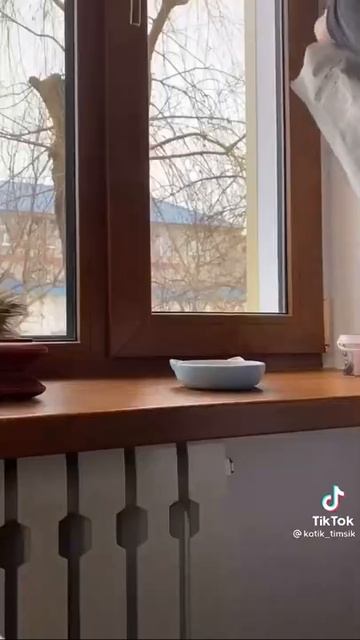 Почему кот не ест из полной миски!