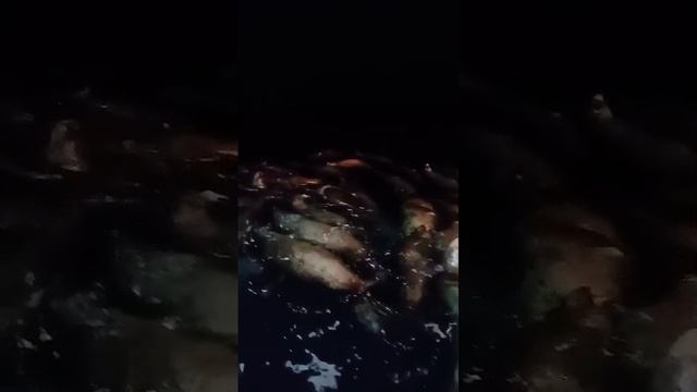 Встретели  стаю  СИВУЧЕЙ в море