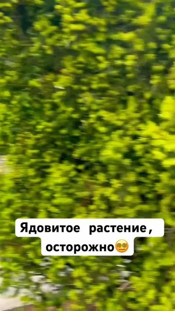 #Олеандр #абхазия #travel #гагра #отпуск #сухум #пицунда #га