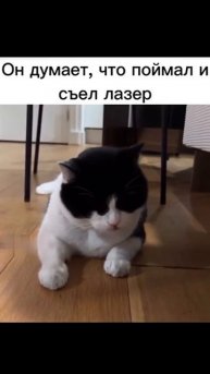 Кот съел лазер 😼