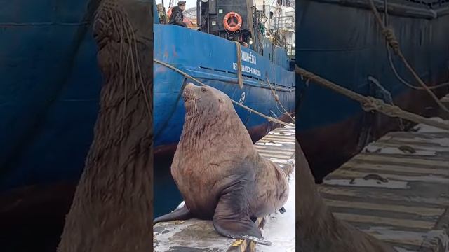 Камчатский  сивучь  смотреть бесплатно всем