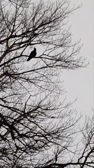 Я сам Уху Ел 🙈 или #Ворона Отвечает 🐦 #Птицы Clever #Crow Answ