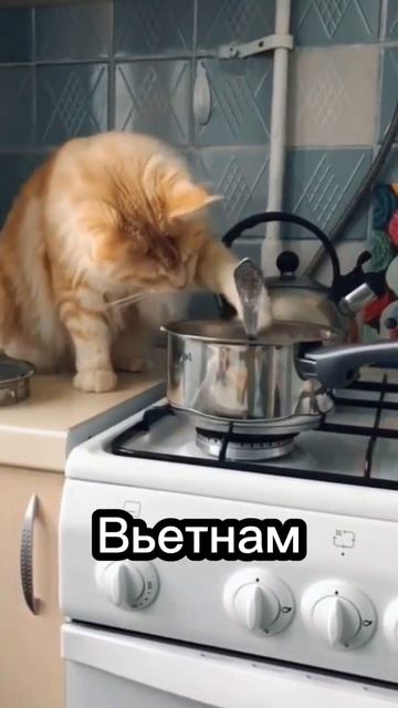 В этих странах едят кошек 😯😢 #cat #catsfacts