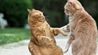 Приколы с котами! Смешные коты Самые смешные животные