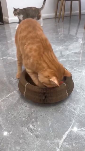 Игрушка для котейки 👍😻🥰