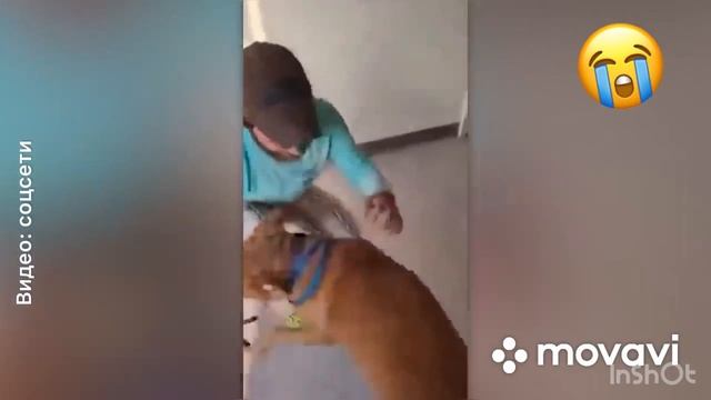 Спустя года они наконец-то встретились! Трогательные встречи животных с людьми! Вы будете рыдать!😪