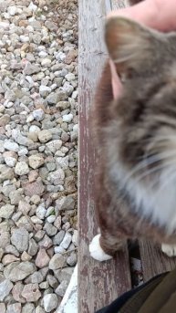 Кот пришёл компанию составить