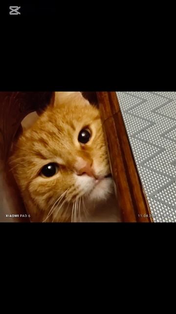 наш Бася🐈