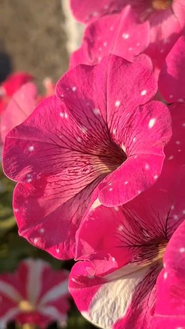 #flowers #релакс #петуния #цветы
