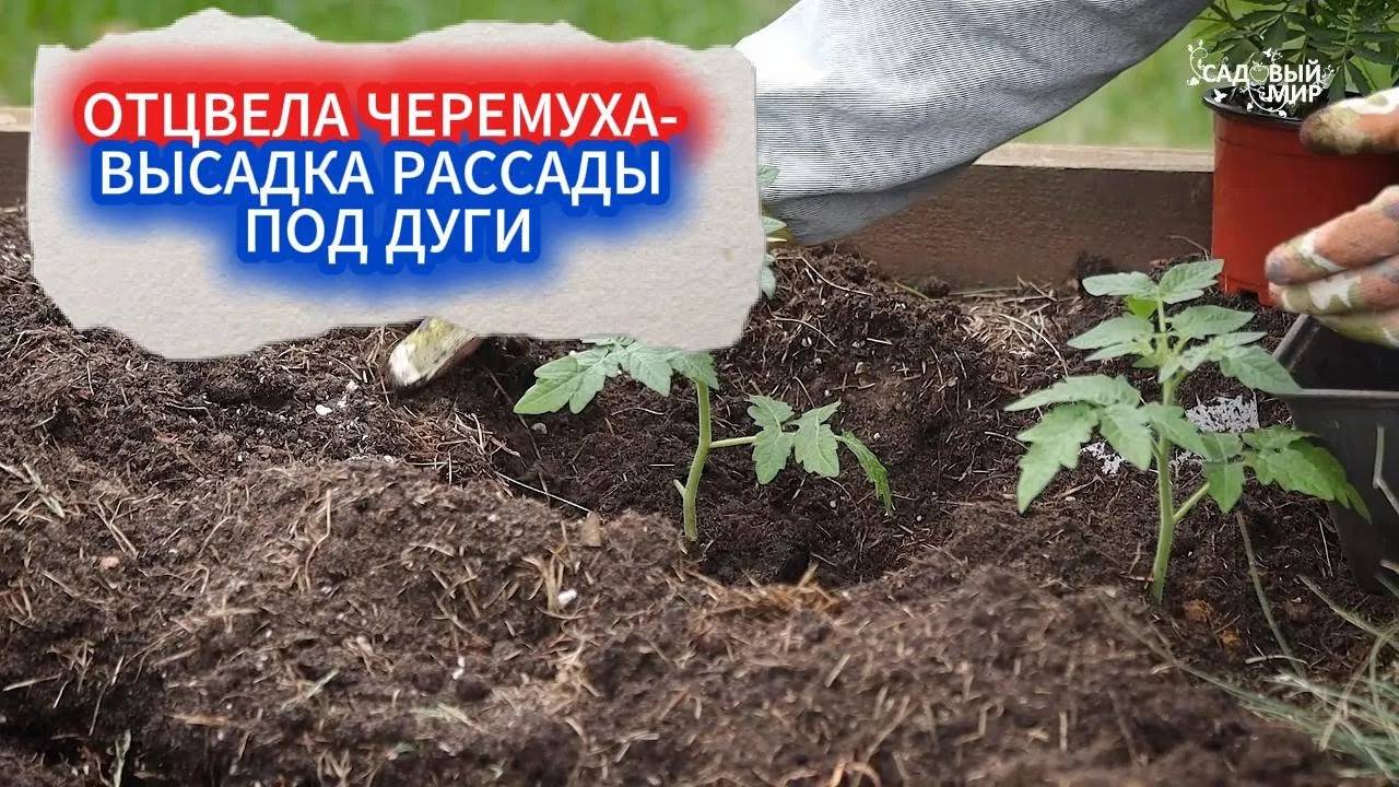 ВЫСАДКА РАССАДЫ ТОМАТОВ В ГРУНТ ПОД УКРЫТИЕ - РАССАДА В МАЕ ПРОСИТСЯ НА ГРЯДКУ