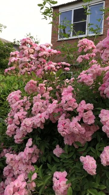 РОЗЫ В САДУ . «Хевенли Пинк» ( Heavenly Pink ) #цветники #сад #ц?
